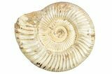 Jurassic Ammonite (Perisphinctes) - Madagascar #229536-1